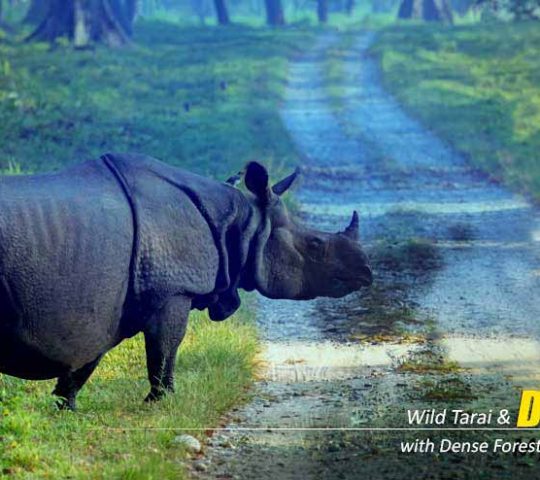 Dooars Package Tour from Kolkata – Explore Forests, Wildlife, and Tea Gardens