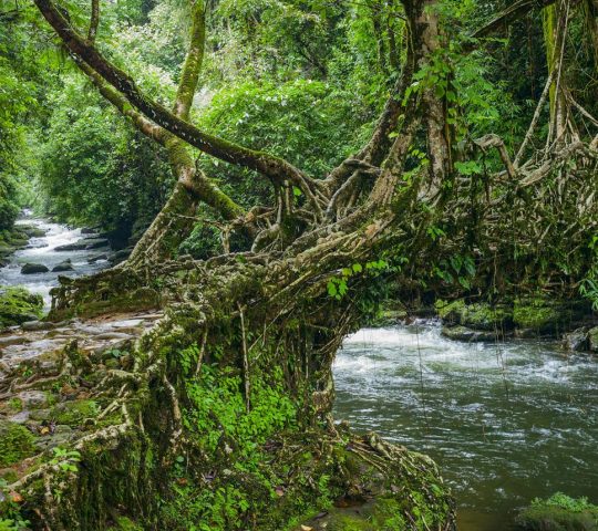 Top Tourist Attractions in Northeast tour package: Discover Nature, Culture, and Adventure Top Tourist Attractions in Northeast tour package: Discover Nature, Culture, and Adventure